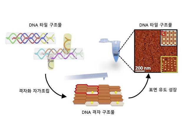 고밀도 다중 수용체의 대면적화를 위한 수직 구조 DNA 나노배열의 단계적 성장 공정 개략도. (사진=성균관대 제공) *재판매 및 DB 금지