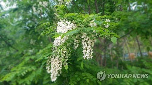 꿀 채취 아까시나무 [연합뉴스 자료사진]