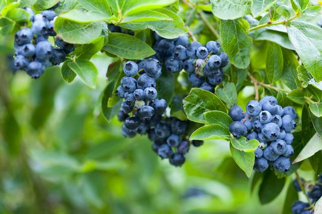 블루베리. 이미지투데이