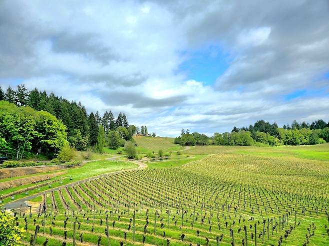 엘크 코브 빈야즈 포도밭 전경.