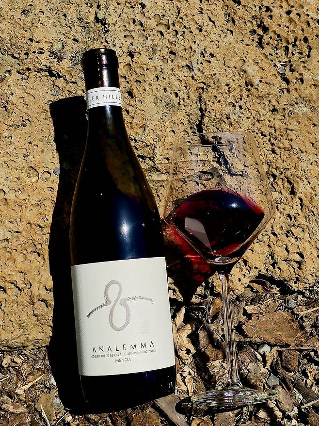 애널레마 멘시아.