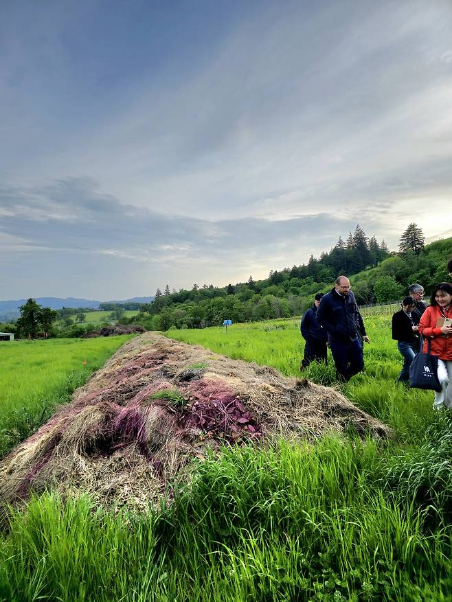 크리스톰 빈야즈의 소뿔과 포도나무 가지로 만든 퇴비.