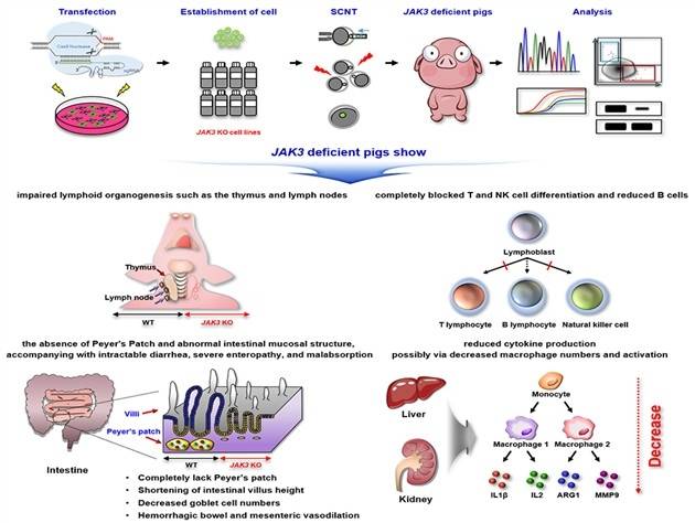 JAK3 녹아웃 미니돼지 개발  [한국생명공학연구원 제공. 재판매 및 DB 금지]