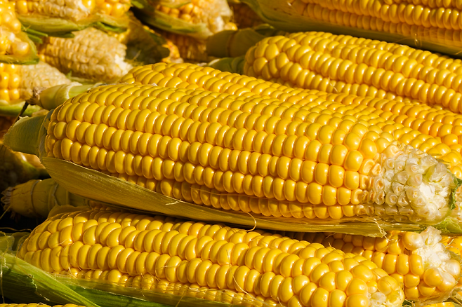 옥수수