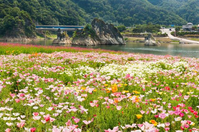 충북 단양군 도담리에 위치한 도담정원이 7월 30일까지 봄정원으로 새단장해 관광객을 맞이한다. 단양군 제공