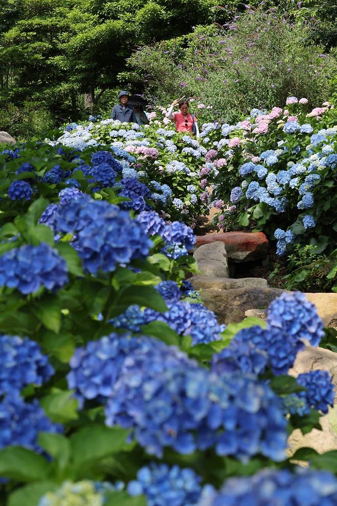 전남 해남군 현산면 봉동마을에 위치한 4est(포레스트) 수목원을 찾은 나들이객들이 형형색색의 수국을 감상하고 있다. /임문철 기자 35mm@namdonews.com