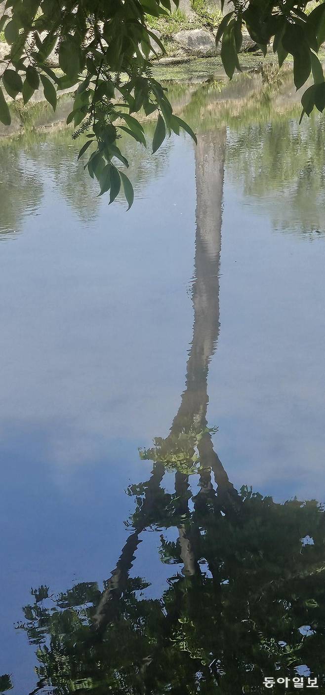 나무 그림자. 부여=김선미 기자 kimsunmi@donga.com