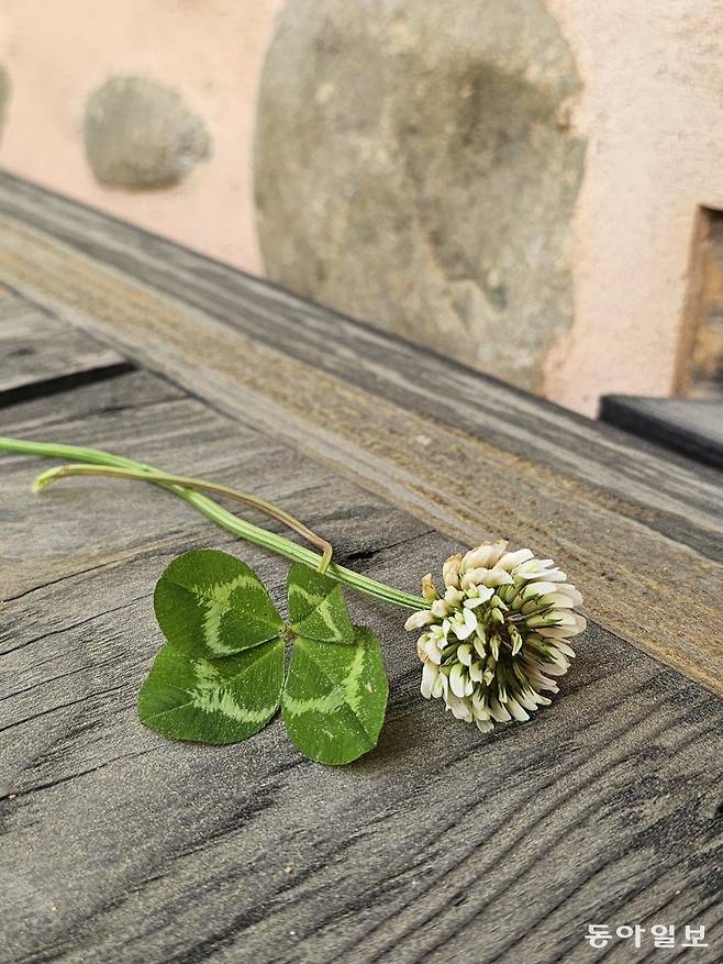 휴휴당 앞에 흐드러진 네잎클로바 하나를 툇마루에 올려보았다. 부여=김선미 기자 kimsunmi@donga.com