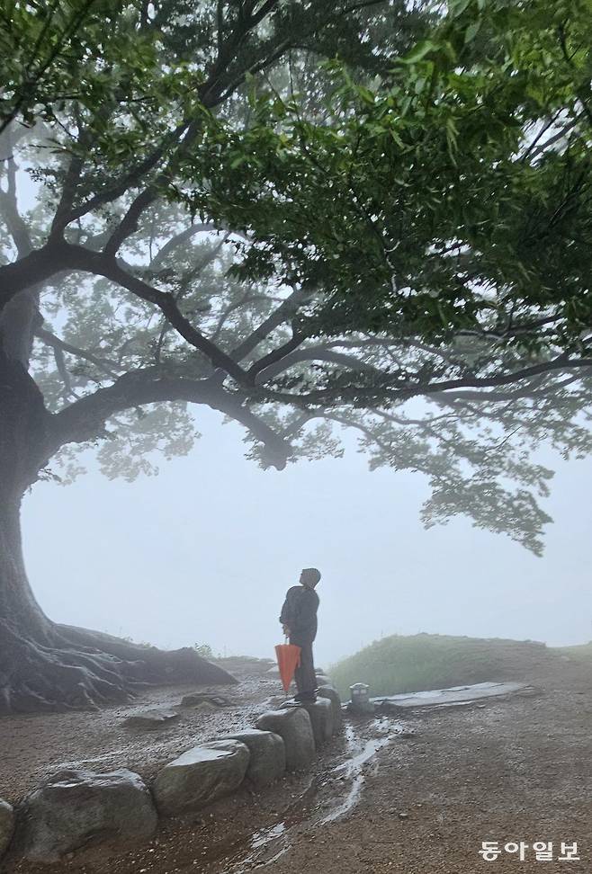 비 바람 치던 날, 가림성 사랑나무에서 사랑을 생각하다.