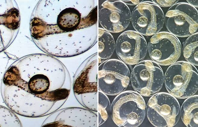 각각 70시간과 73시간이 지난 농어 알. 4~8일 걸려 달에 도착하면 치어로 부화될 예정이다./ 프랑스 국립해양연구소