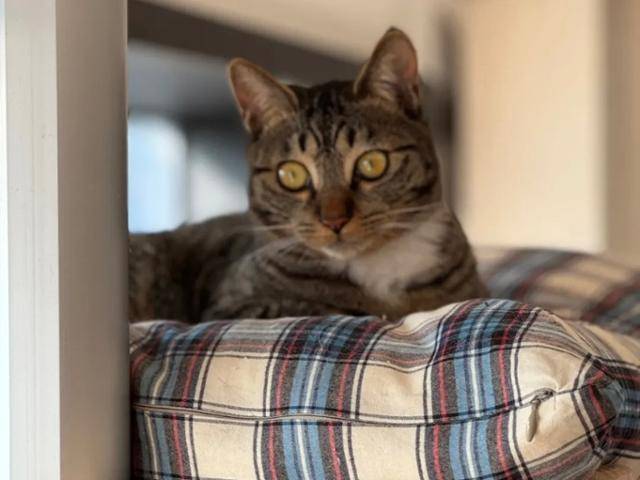 동물보호단체 네스트가 입양 보낸 순무. 강제로 밥을 먹이다 죽었다는 연락을 받았지만 단체는 학대 의혹을 제기하고 있다. 네스트 제공