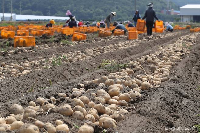 2024년 초여름 경북 고령군 개진면 한 감자밭에서 농부들이 감자를 수확하고 있다. /사진=뉴스1