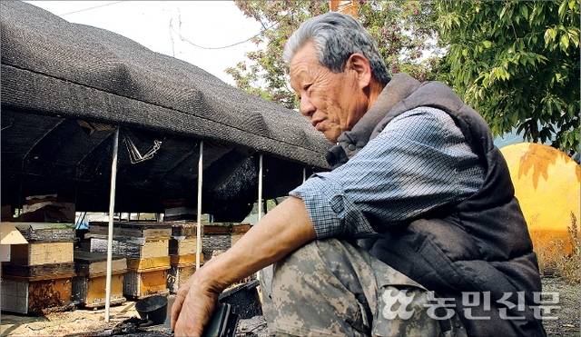 올봄 잦은 비와 추운 날씨 탓에 아까시나무 개화와 꿀 생산 상태가 좋지 않았다는 경기 연천의 양봉농가 차이섭씨.