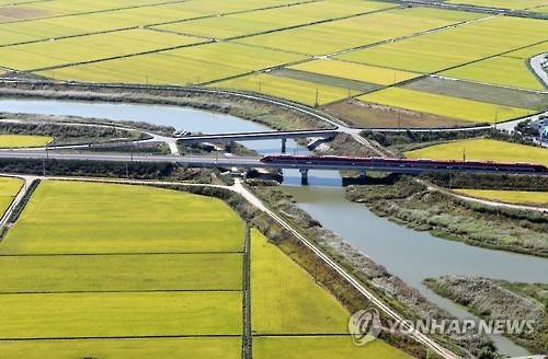 김제의 황금들녘 [연합뉴스 자료사진]