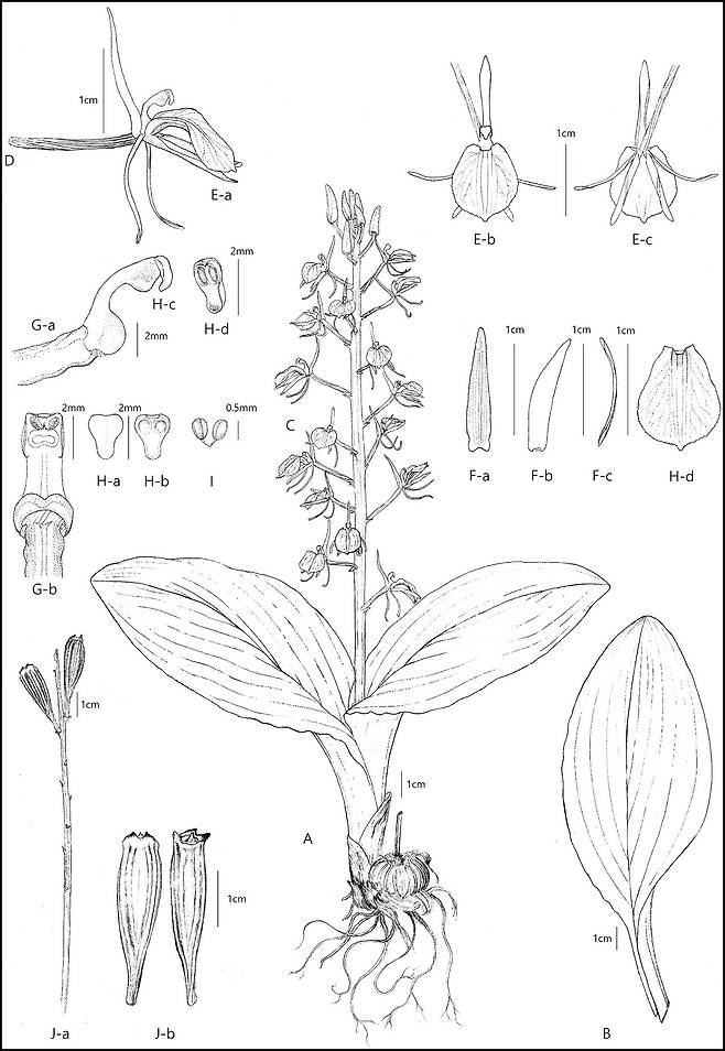 나리난초 도해도 ⓒ제주의소리