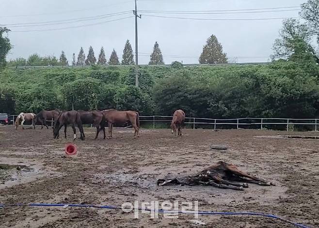 갈비뼈가 드러난 채 사체로 발견 된 방치된 말의 모습. (사진=비글구조네트워크)