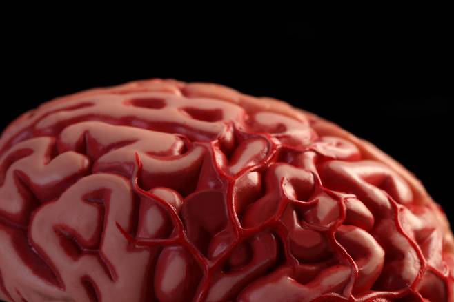 뇌의 신경세포를 둘러싼 뇌혈관에 분포하는 혈액뇌장벽(BBB)은 혈액 내 유해물질로부터 뇌를 보호하고, 뇌 기능에 필요한 물질만 선택적으로 통과시키는 반투명막이다. [사진=게티이미지뱅크]