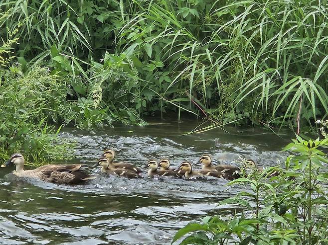 ‘대체로 맑은 주말‘ 초여름 한낮 ...자외선 ·오존 주의[오늘날씨]= 푸른 5월의 마지막 주말인 오늘(31) 날씨는 낮 최고기온이 29도까지 올라가며 후끈하겠고, 대체로 맑겠다. 오늘날씨, 내일날씨, 주간날씨 예보 ⓒbnt뉴스