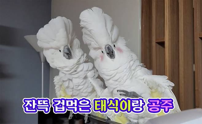 코카투앵무새인 ‘태식이’(왼쪽)와 ‘공주’. 태식이가 할머니에게 반항하듯 우관(머리 깃털)을 세우는 영상은 조회 수 89만회를 기록했다. /유튜브