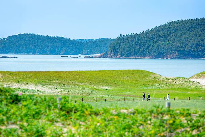 하늘색을 닮은 바다 곁에서 오래도록 시간을 축적해온 신두리 해안사구에 해당화를 비롯해 야생화 융단이 깔렸다. / 김용재 영상미디어 기자