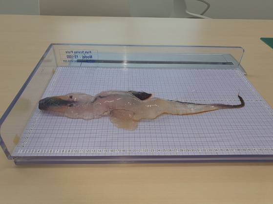 지난 26일 제주시 구좌읍 김녕 세기알해변에서 발견한 카리나리아 크리스타타. 사진 제주해양수산연구원