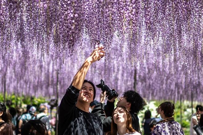 등나무 밑에서 사진 찍는 사람들 [AFP = 연합뉴스]