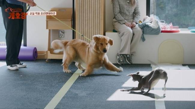 JTBC ‘집 나가면 개호강’ 제공