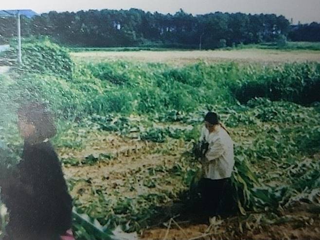 송준영씨가 자랐던 보육원의 농장에서 일하는 아이들의 모습 조윤환 고아권익연대 대표는 "송준영씨가 자랐던 고아원의 농장에서 1987년 고아들이 체험학습을 한다면서 홍보자료에 수록된 사진인데, 실제로 그 고아원 아동들은 심각한 노동착취를 당했다"고 밝혔다.
[고아권익연대 제공]