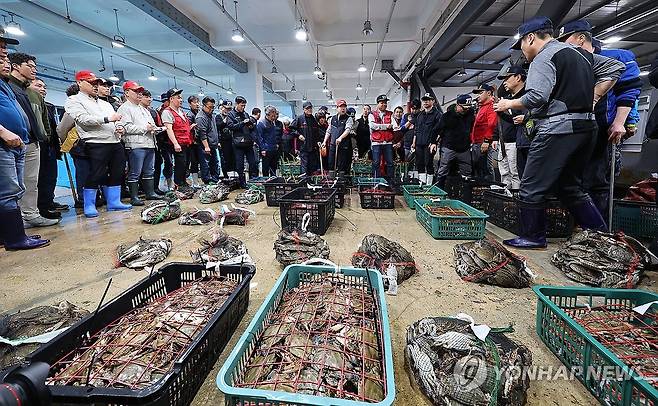 어획량 급감한 연평도 봄 꽃게 경매 [연합뉴스 자료사진]