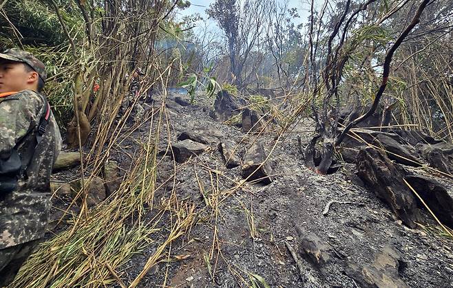 산불로 대나무 등이 소실된 모습./울릉군