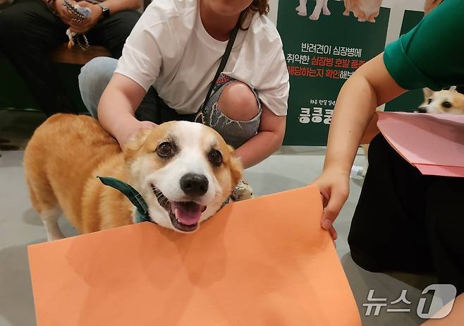 펫스너컬러 프로그램에서 컬러 진단을 받고 있는 웰시코기 '겐츠' ⓒ 뉴스1 한송아 기자