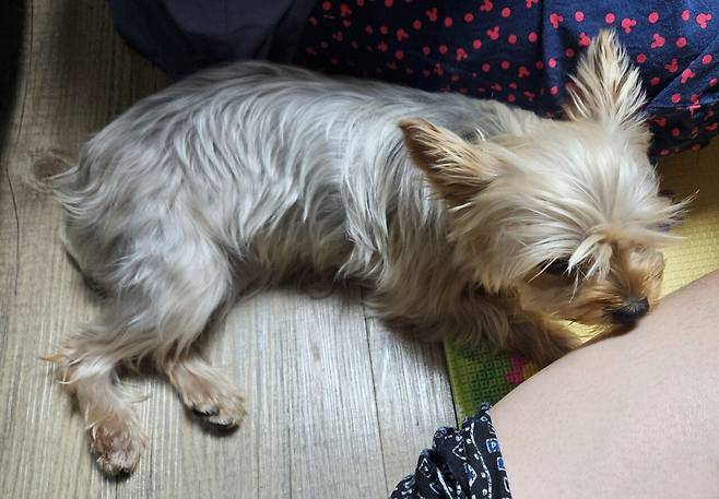 20250531_225351.jpg 저녁 통삼겹 굽고 그 기름에 파전