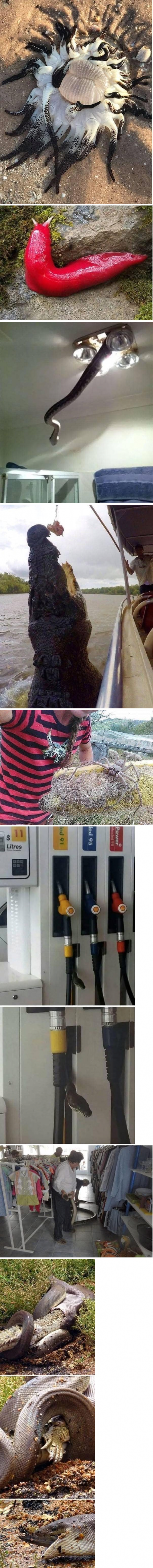 호주가 아직도 "야생의 대륙"인 이유