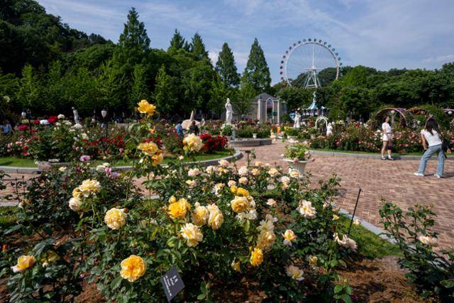 에버랜드 장미원에 장미가 활짝 핀 모습. 에버랜드 제공