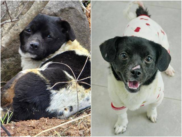 경북 영덕군에서 산불로 화상을 입었던 새숨이(왼쪽)가 구조 이후 활발해진 모습을 보이고 있다. 동물자유연대 제공