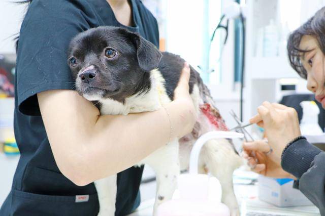 화상 치료를 견뎌내고 있는 새숨이의 모습. 동물자유연대 제공