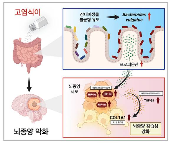 KAIST 연구팀이 짠 음식으로 인한 장내 프로피오네이트 증가와 이에 따른 뇌종양 세포 침습성·저산소 반응 증폭 경로를 규명했다. [사진=KAIST]