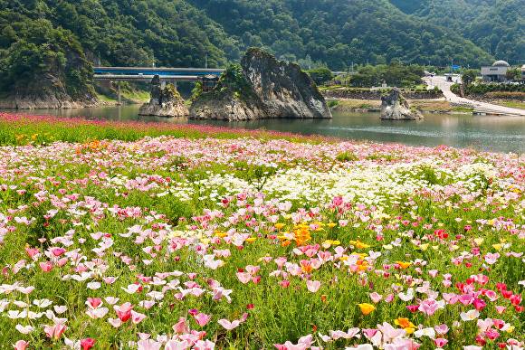 봄꽃이 핀 도담정원. [사진=단양군]