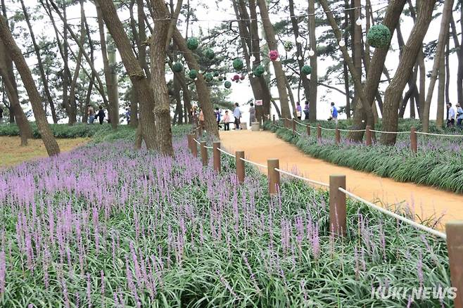 서천 장항맥문동.