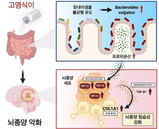 고염식이–장내미생물–프로피오네이트 축이 교모세포종 진행을 유도하는 기전. 고염식이 유도 장내미생물 변화에 따른 프로피오네이트 축적은 교모세포종의 침습성을 증가시킨다. 해당 대사산물은 종양세포에서 저산소유도인자-1알파(HIF-1α) 발현을 증가시키고, 이는 형질전환성장인자-베타(TGF-β1)의 생성을 유도한다. TGF-β1 신호의 활성화는 종양세포의 침습성과 함께 제1형 콜라겐(COL1A1) 발현을 증가시켜 종양의 경계 침윤을 촉진한다. 이 과정은 저산소 반응, TGF-β 신호, 세포부착 신호 간의 상호작용을 통해 이루어지며, 종양 진행을 가속화한다. KAIST
