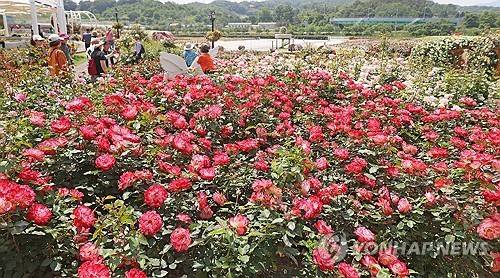 장미 배경으로 인생 사진 [임실군 제공. 재판매 및 DB 금지]