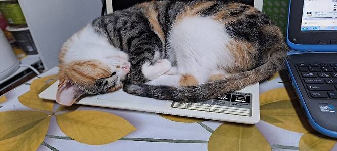 d21dcf8050544a66a0e253b043891556.jpg 요즘 뭐 지브리 프사 유행 다 지나긴 했는데 우리 나비 신비도 해봤음