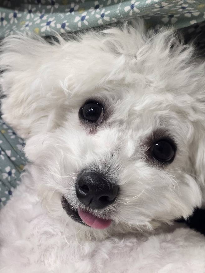 20250528_211931.jpg 우리집 강아지 리밥풀 보고가