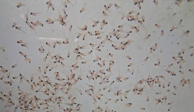 갓 부화한 열목어. 경북도 제공