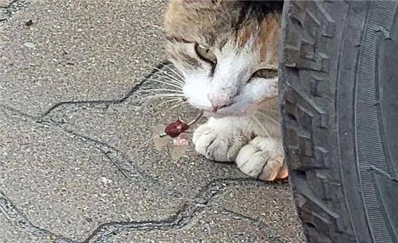 함부로 버려진 낚시 쓰레기들은 해안가·갯벌·하구에 서식하는 조류의 다리나 몸에 감길 수 있을 뿐 아니라 강이나 해안가에서 먹이 활동을 하는 길고양이·담비·족제비에게도 피해를 줄 수 있다는 것이 단체 설명이다. 온라인 갈무리