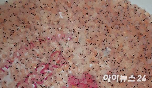 열목어 부화중. [사진=경북도청]