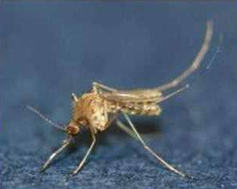 일본뇌염 감염증을 유발하는 작은빨간집모기 자료사진. (기사 내용과 직접 연관 없음)