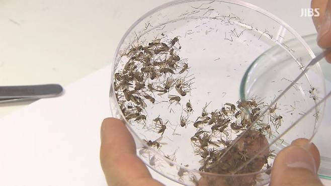 모기 자료사진. (기사 내용과 직접 연관 없음)