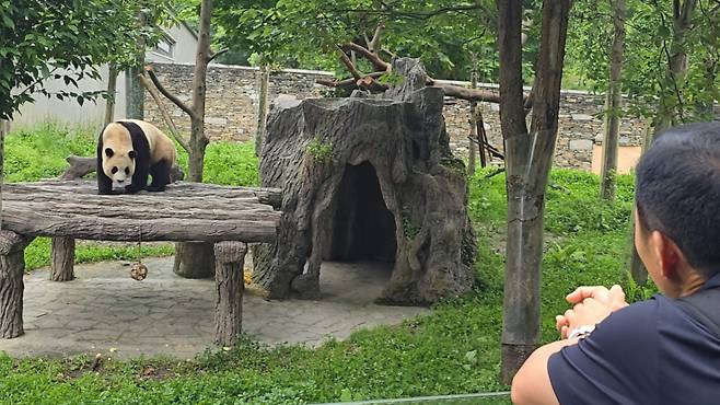 (서울=뉴스1) = 에버랜드 강철원 주키퍼가 지난 4일 중국 쓰촨성 워룽 선수핑 판다기지를 방문해 야외 방사장에서 놀고 있는 푸바오를 바라보고 있다.  이번 만남은 푸바오가 지난 4월 3일 선수핑 판다기지로 이동한 지 3개월 만에 이뤄졌다. (삼성물산 제공) 2024.7.5/뉴스1  Copyright (C) 뉴스1. All rights reserved. 무단 전재 및 재배포,  AI학습 이용 금지. /사진=(서울=뉴스1)