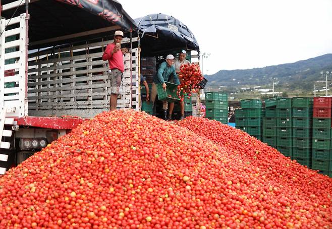 남미에서도 주요 토마토 산지인 콜롬비아가 '토마티나' 축제를 개최했다. 사진은 지난 1일(현지시각) 콜롬비아 수타마르칸에서 열린 토마티나 축제에서 관계자들이 '토마토 싸움' 놀이에 사용할 식용이 불가능한 토마토를 쌓아놓는 모습. /사진=로이터
